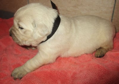 Les chiots de Golden Retriever