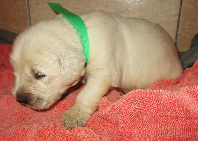 Les chiots de Golden Retriever