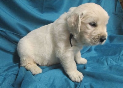 Les chiots de Golden Retriever