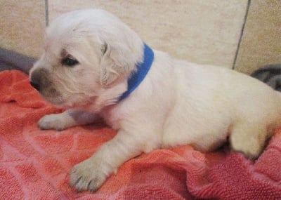 CHIOT 1 - Golden Retriever