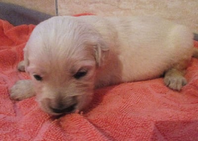 Les chiots de Golden Retriever