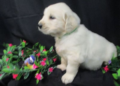 Les chiots de Golden Retriever