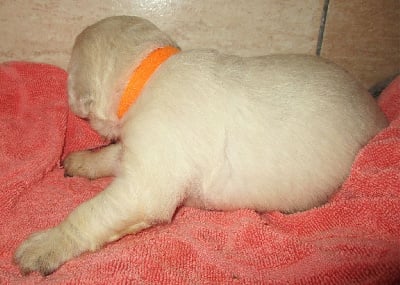 CHIOT 7 - Golden Retriever