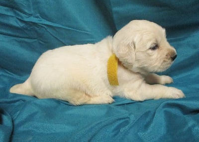 Les chiots de Golden Retriever