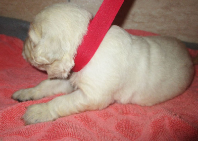 CHIOT 4 - Golden Retriever