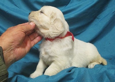 Les chiots de Golden Retriever