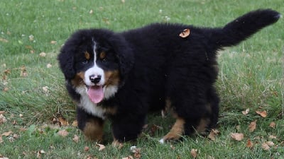 Les chiots de Bouvier Bernois