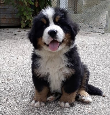 Les chiots de Bouvier Bernois