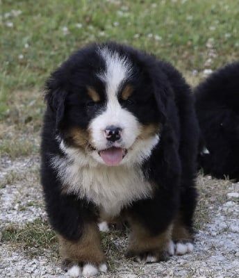 Les chiots de Bouvier Bernois