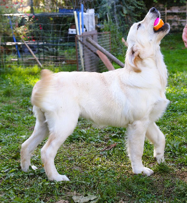 Étalon Golden Retriever - Violetta bella Des Puppys Goldens Love