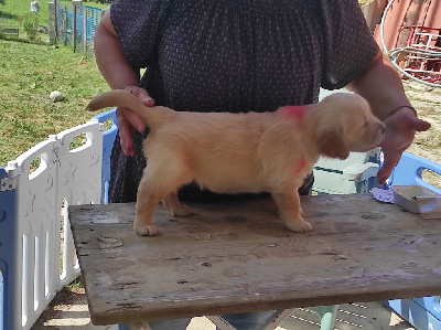 Les chiots de Golden Retriever