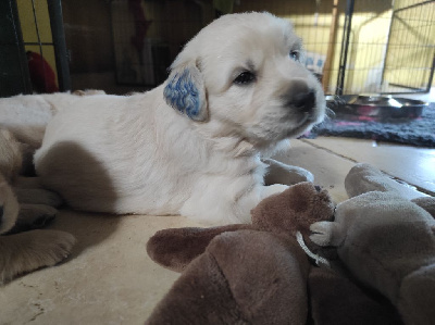 Les chiots de Golden Retriever