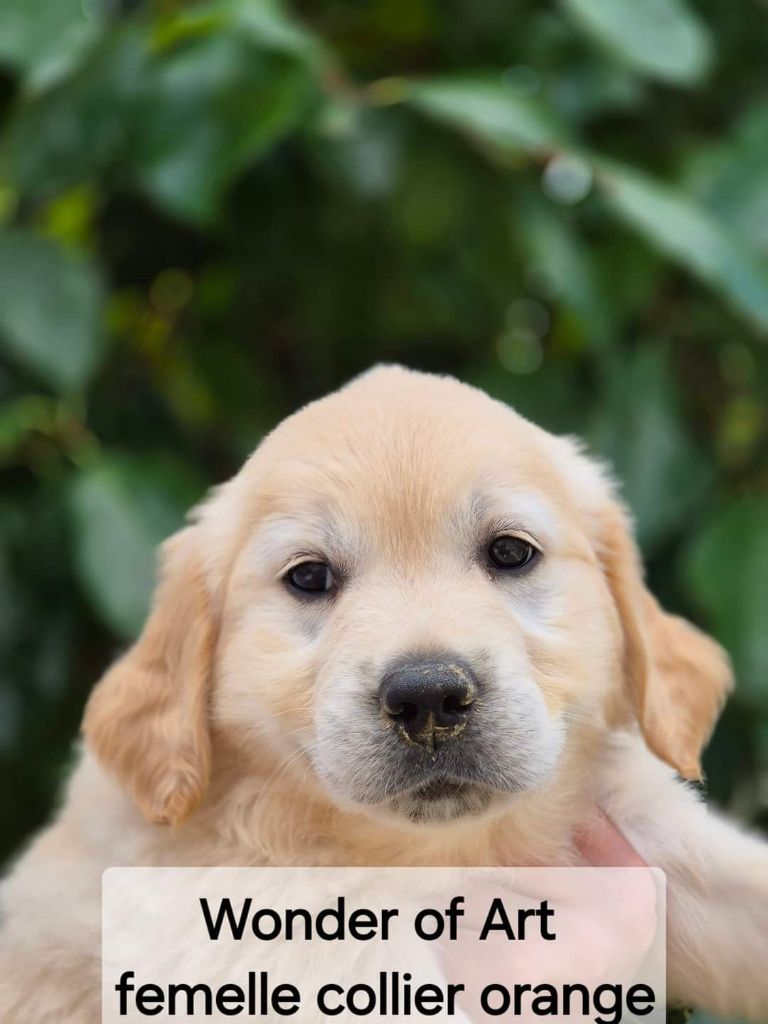 femelle collier orange - Golden Retriever