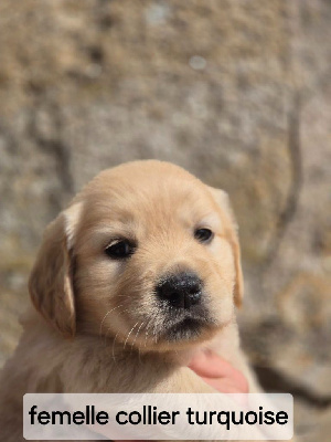 Les chiots de Golden Retriever