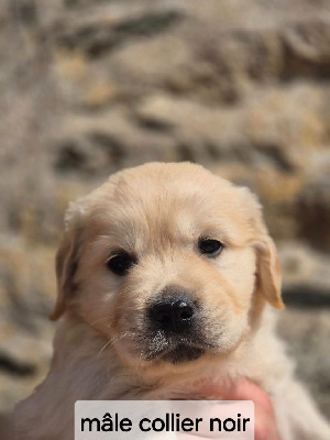 Les chiots de Golden Retriever