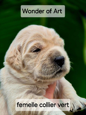 Les chiots de Golden Retriever