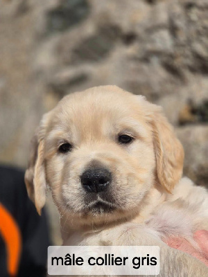 Les chiots de Golden Retriever