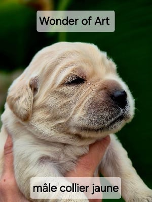 collier jaune - Golden Retriever