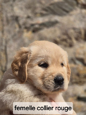 Les chiots de Golden Retriever