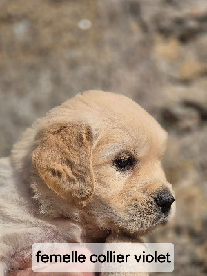 Les chiots de Golden Retriever