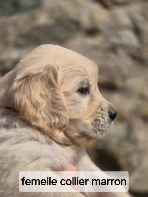 Les chiots de Golden Retriever