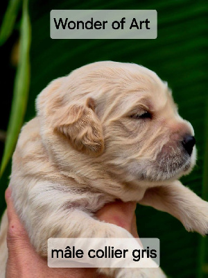 Les chiots de Golden Retriever