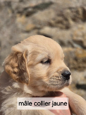 Les chiots de Golden Retriever