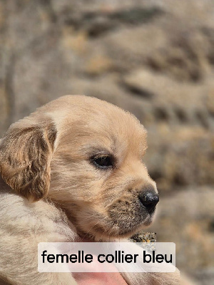 Les chiots de Golden Retriever