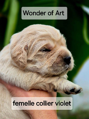 collier violet - Golden Retriever