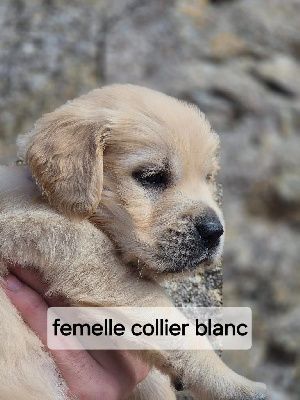 Les chiots de Golden Retriever