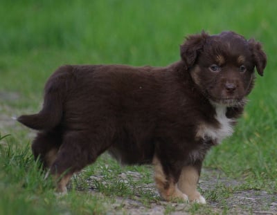 Les chiots de Berger Américain Miniature 