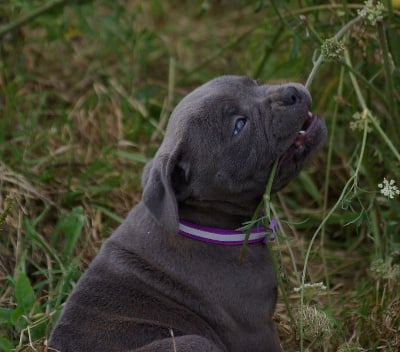 Les chiots de Staffordshire Bull Terrier