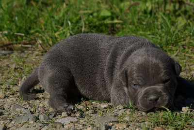 Les chiots de Staffordshire Bull Terrier