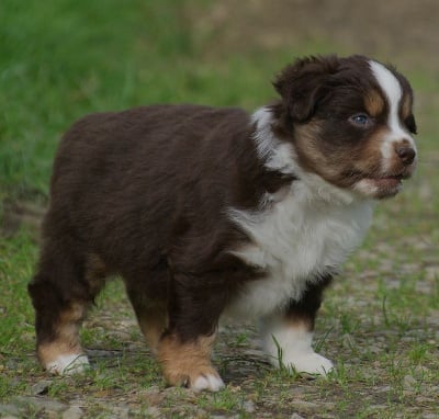 Les chiots de Berger Américain Miniature 