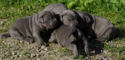 Les chiots de Staffordshire Bull Terrier