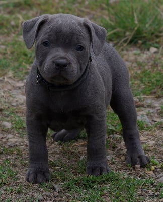 Les chiots de Staffordshire Bull Terrier