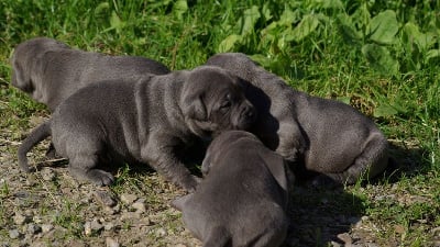 Les chiots de Staffordshire Bull Terrier