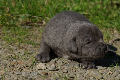 Les chiots de Staffordshire Bull Terrier