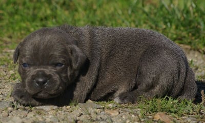 Les chiots de Staffordshire Bull Terrier