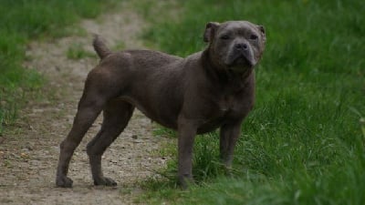 Les chiots de Staffordshire Bull Terrier