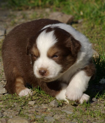 Les chiots de Berger Américain Miniature 