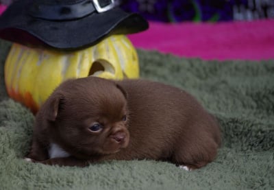 Les chiots de Chihuahua