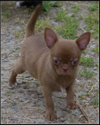 Les chiots de Chihuahua