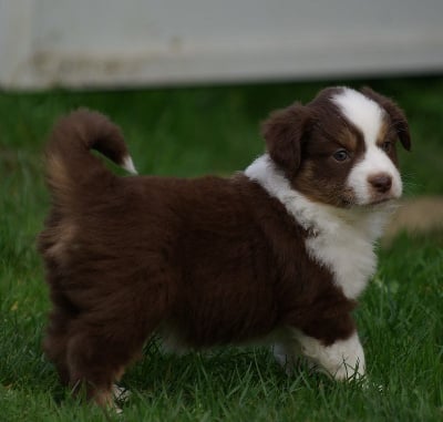 Les chiots de Berger Américain Miniature 