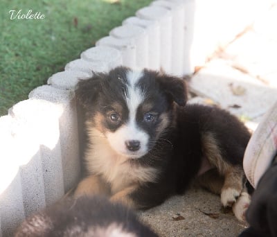 Les chiots de Berger Américain Miniature 