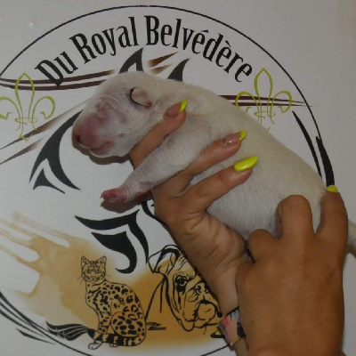 Les chiots de Bull Terrier