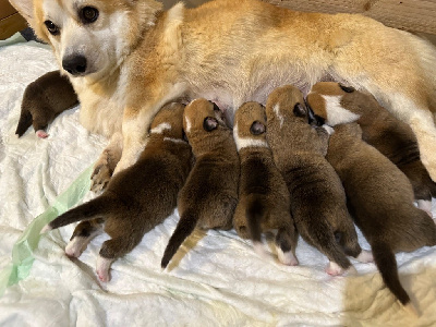 Les chiots de Welsh Corgi Pembroke