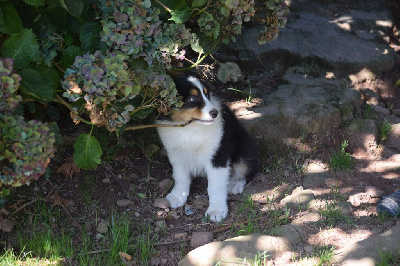 Les chiots de Berger Australien