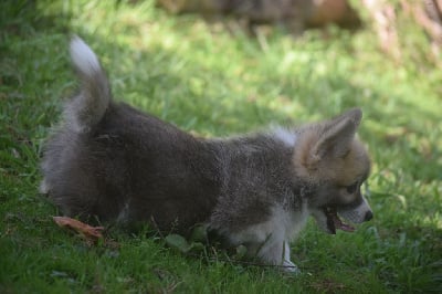 Les chiots de Welsh Corgi Pembroke