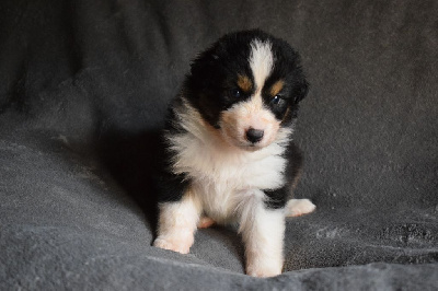 Les chiots de Berger Australien